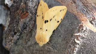 Buff-Ermine.