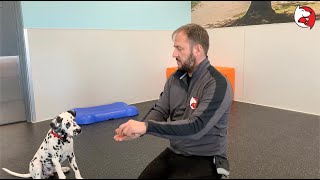 DGP Puppy Class Video - Its Yer Choice