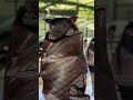 Sleepy bat #animals #short #pets #viral #vlog