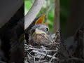 Gazing Baby Shrike 4 Shorts Gazing Baby Shrike 4 Shorts