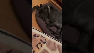 БУЛЬ-БУЛЬ-БУЛЬ #share #funnyanimals #viral #dog #собака #смешныеживотные #смешные #животные