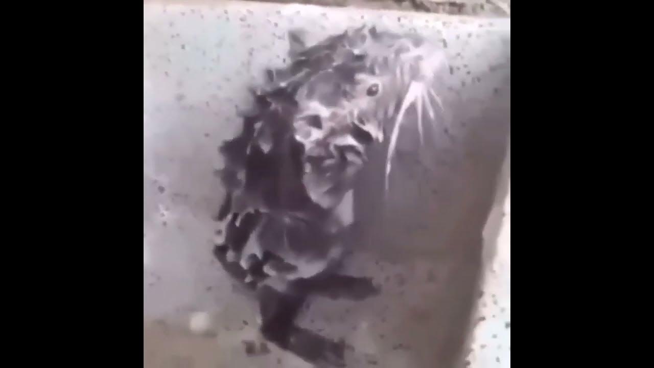 rat taking a shower meme meme memes rat memes YouTube