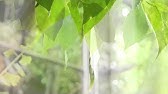 Pv タテタカコ 道程 Youtube