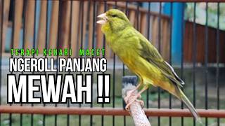 Kenari Gacor Ngeroll Panjang Ampuh Untuk Pancingan U0026 Masteran Kenari Paud Cepat Bunyi 