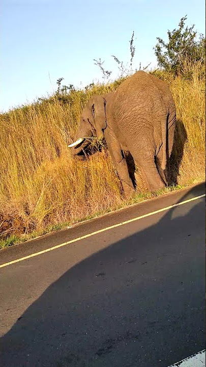 Elephant block the road