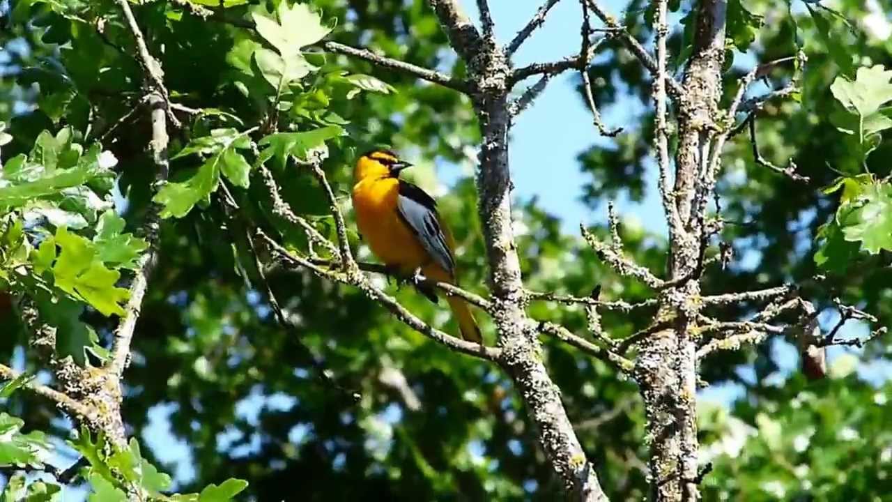 Bullock's Oriole 