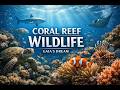 EXPLORING THE CORAL REEF: A JOURNEY INTO THE HEART OF THE OCEAN RELAXING ATMOSPHERE AMBIENT MUSIC