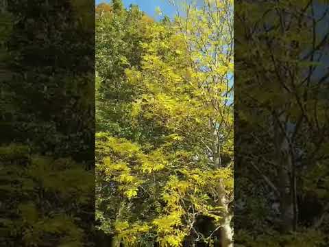 Βίντεο: Honey Locust «Skyline» Δέντρα - Φροντίδα για μια ακρίδα χωρίς αγκάθια