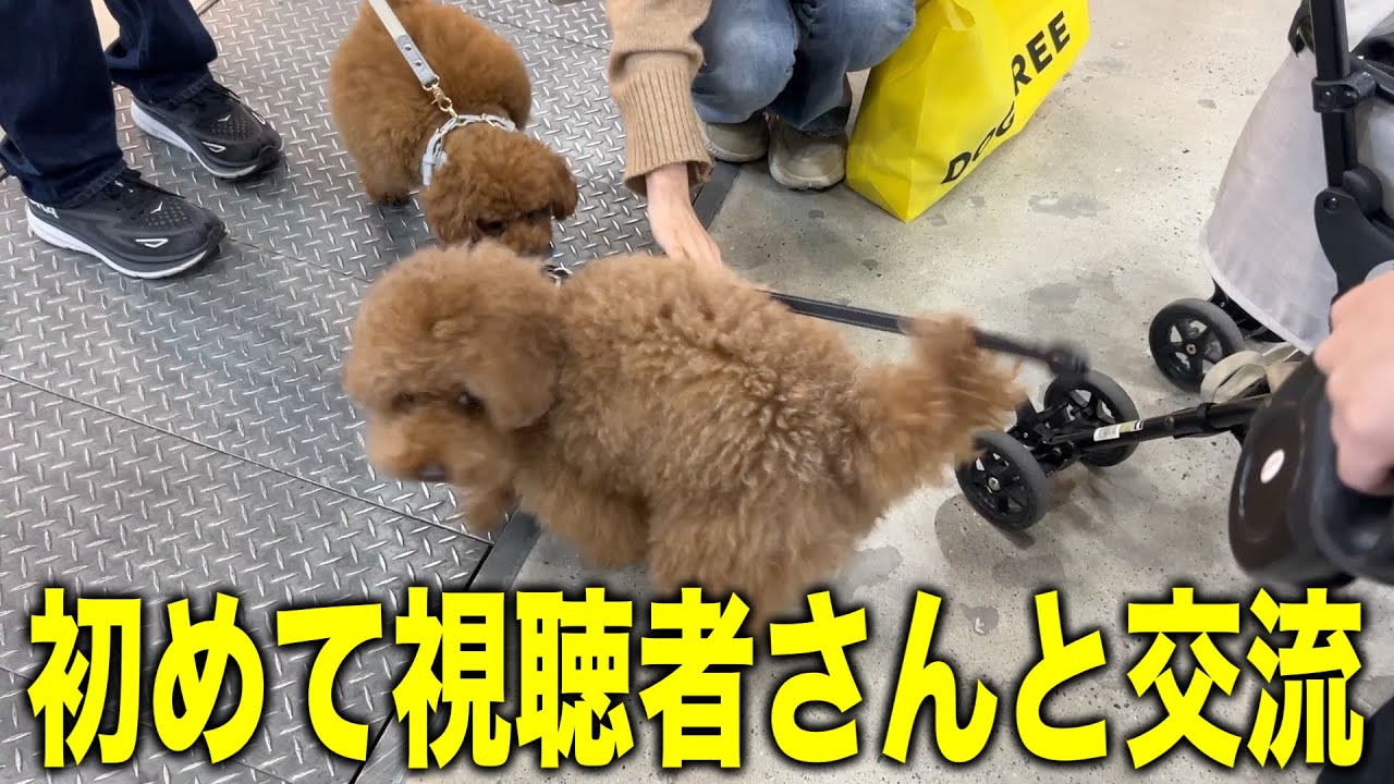 A first in the channel's history] A toy poodle at Interpet 2026