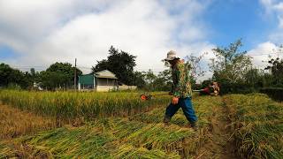 Rice Harvesting in a Muddy Field Using a Grass Cutter screenshot 4