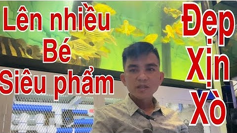 Lên Nhiều Bé Cá Rồng | Đẹp Và Xịn Xò | Truyền Trần
