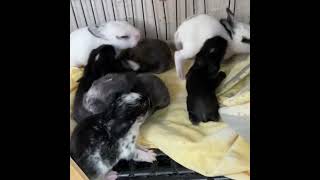 8 Day's old bunnies.