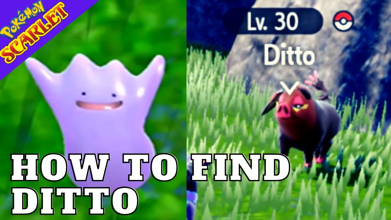 This super simple trick helps Pokémon Scarlet and Violet trainers find Ditto  and Zorua with ease - Dot Esports