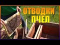 Быстрое расширение пасеки.Как удвоить пасеку. Как сделать отводки пчел.Готовим лесной точок (часть 1