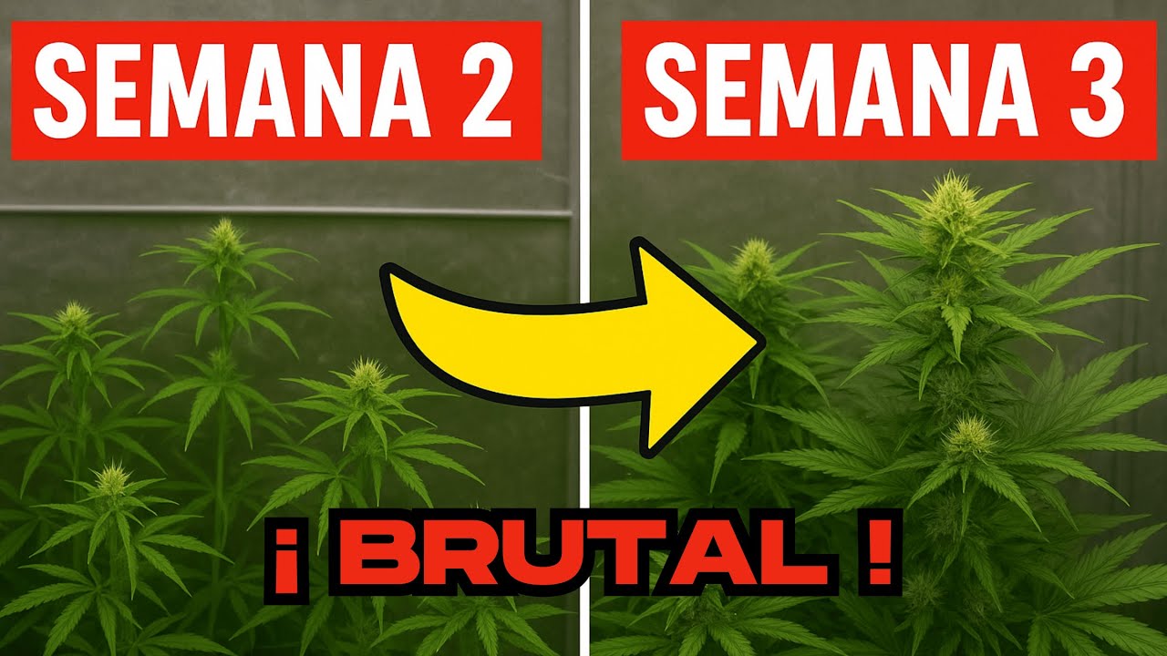 🍁 CRECIMIENTO INCREÍBLE - FLORACIÓN SEMANA 3 - FOTOPERIODO 13/11 🍁