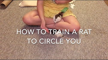 How to Train a Rat to Circle Around You