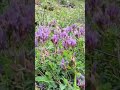 KARADENİZ ORDU'YA BAHAR GELMİŞ #keşfet #komedi #travel #reels #nature #komik #komikvideolar #ordu