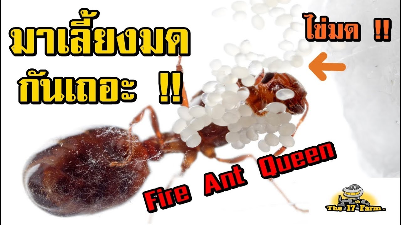 มดภาษาอังกฤษ ▶