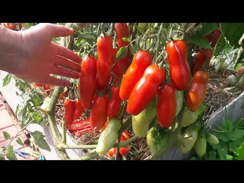 Лучшие сорта томатов открытого грунта 2021г.