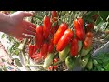 Лучшие сорта томатов открытого грунта 2021г.