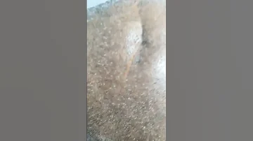ما بعد جرح بالرأس وظهور ندبات مكان الجرح 