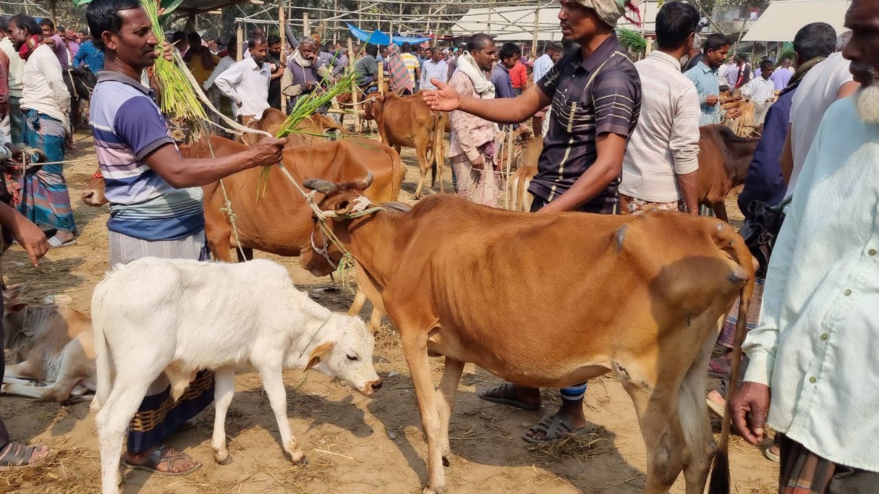 @আজ ২৫ ফেব্রুয়ারী ২৬ | বাচ্চাসহ দেশাল ৫০-৯০ হাজারের মধ্যে গাভী গরুর দাম | আফতাবগঞ্জ হাট | দিনাজপুর 