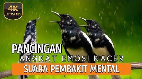 Pancingan kacer bongkar isian kapas tembak dan platuk beras, cocok buat pancingan Kacer lain.