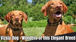 Vizsla Dogs | Everything You should Know About @relaxyourpetdog