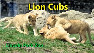 3 African Lion Cubs | 32 Minutes of Cuteness | Lincoln Park Zoo April 19 2023