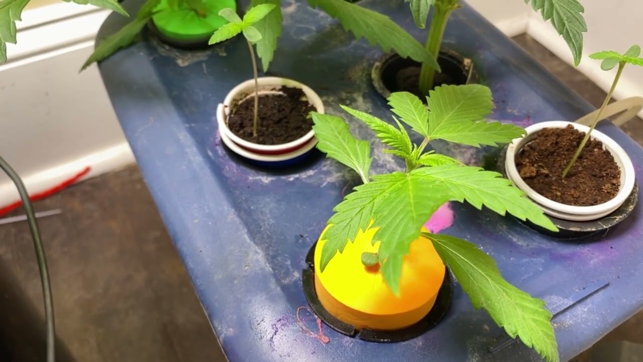 Breeder Battle Ep 11:Speedrun Apple Runtz