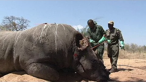 South Africa moves 500 rhinos from Kruger National Park to combat poachers