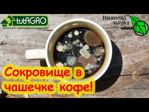 ПЛЕСЕНЬ НА КОФЕ, ЗАВАРКЕ, ХЛЕБЕ и ЛИМОНАХ? Какая польза плесени? А вот какая! Триходерма не плесень!