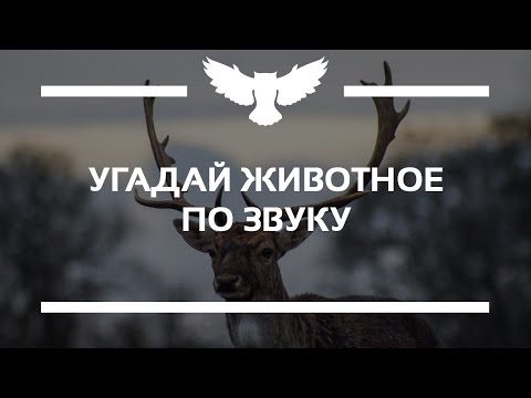 КВИЗ: УГАДАЙ ЖИВОТНОЕ ПО ЗВУКУ