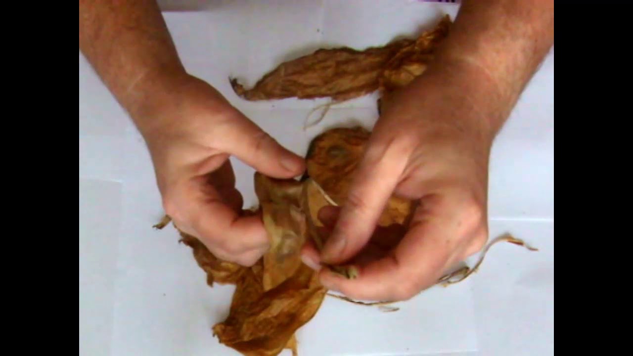 HOME GROWN TOBACCO PREPARING FOR MATURING 2020