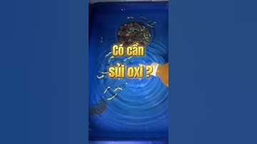 Nuôi cá bảy màu có cần sủi oxi hay không?