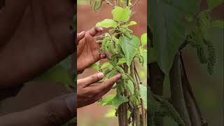 Mulberry Plant 🍇 Sweet & Juicy Superfruit | Fast Growing Fruit Plant for Home Garden