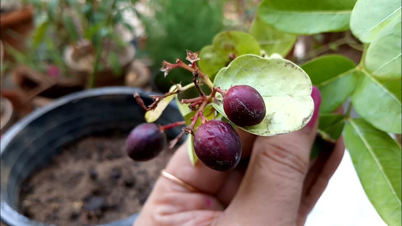 How to grow karonda/Carissa carandas plant from seeds(Urdu Hindi) YouTube