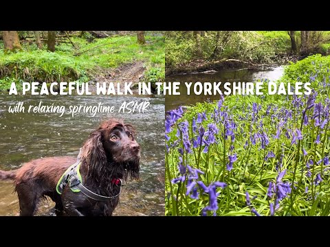 Relaxing Springtime Walk through Yorkshire Woodland | English Countryside | ASMR | Walk with Me