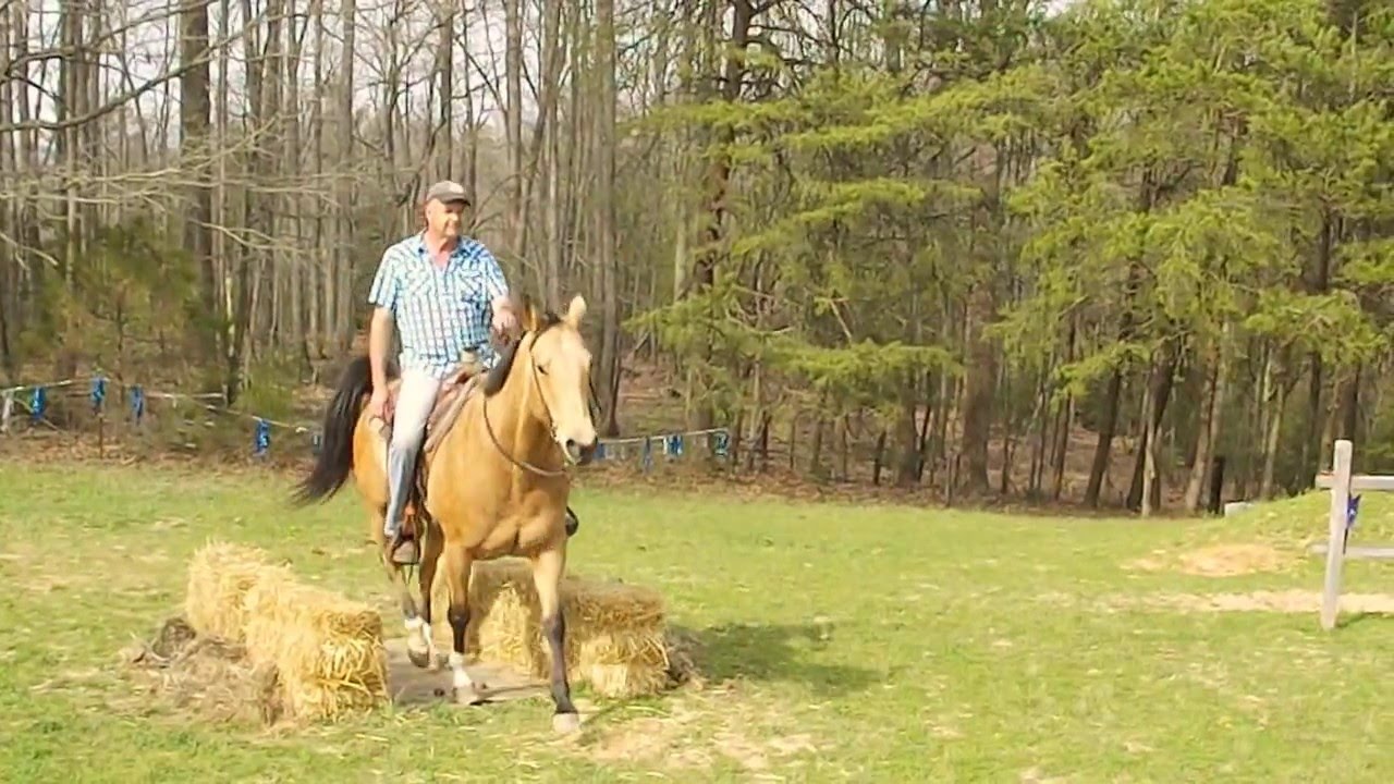 HHS Buckskin mare march 2016 - YouTube