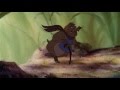 The Secret Of NIMH 1982 Mrs Brisby Try To Stop Tractor 