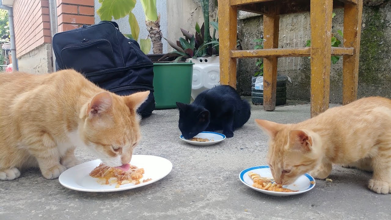 Cats Eating Together YouTube