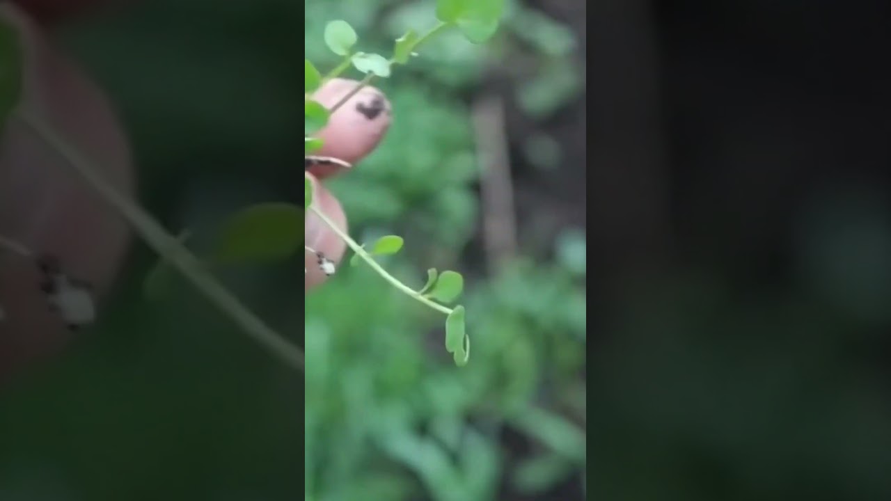🌿 Bittercress: A Peppery Wild Edible Found Everywhere In Your Yard!