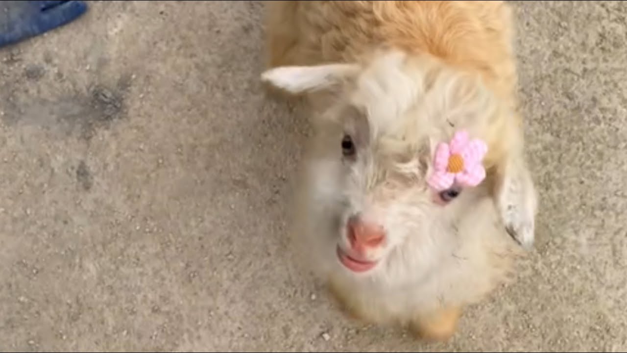 Ягнёнок-сирота, выращенный тремя собаками, нашёл любящий дом