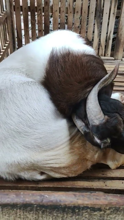 Kambing Boer Terbesar