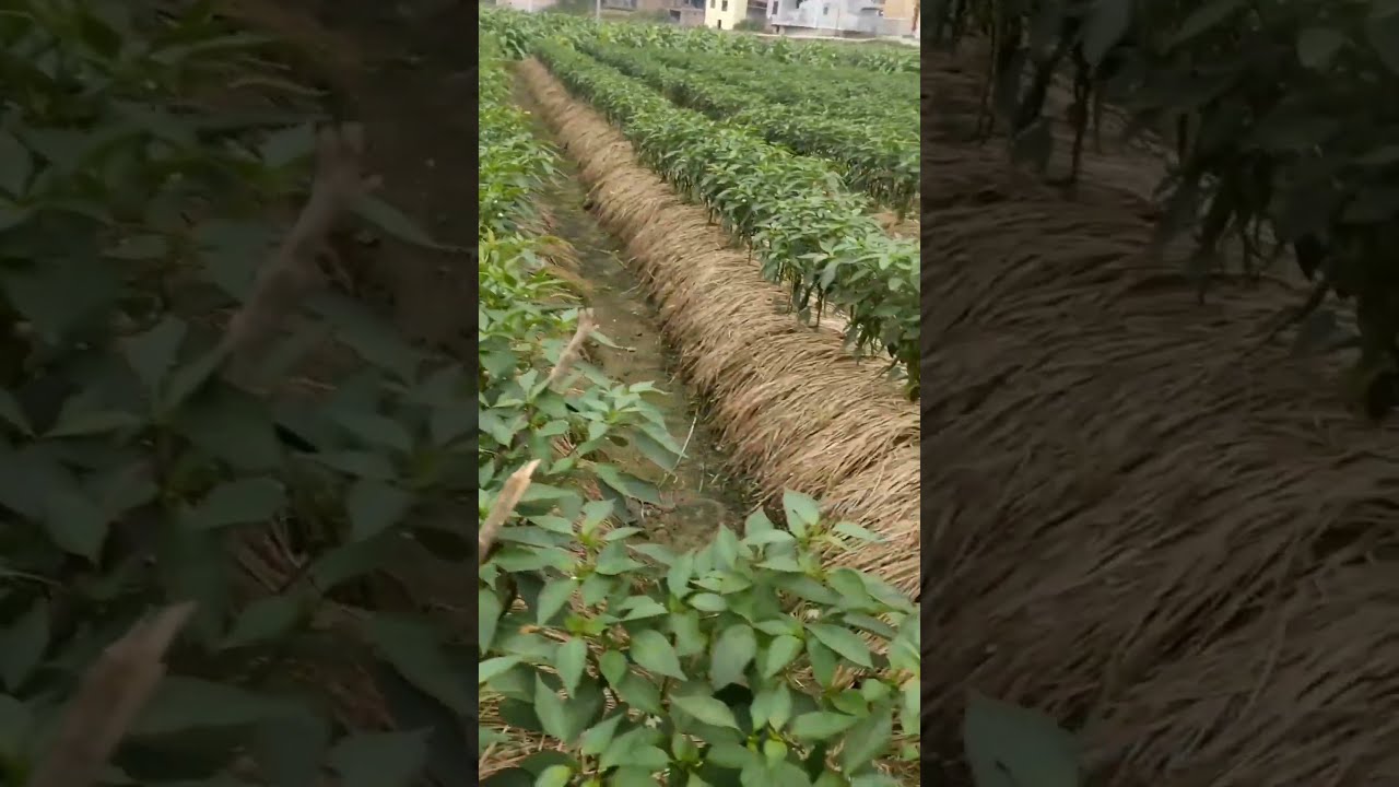 What A Great Idea Pepper Farming Satisfying Shot