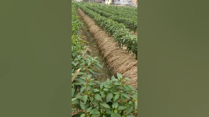 What A Great Idea Pepper Farming #satisfying #shot - 天天要闻