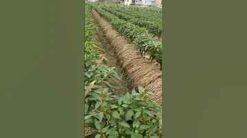 What A Great Idea Pepper Farming Satisfying Shot 