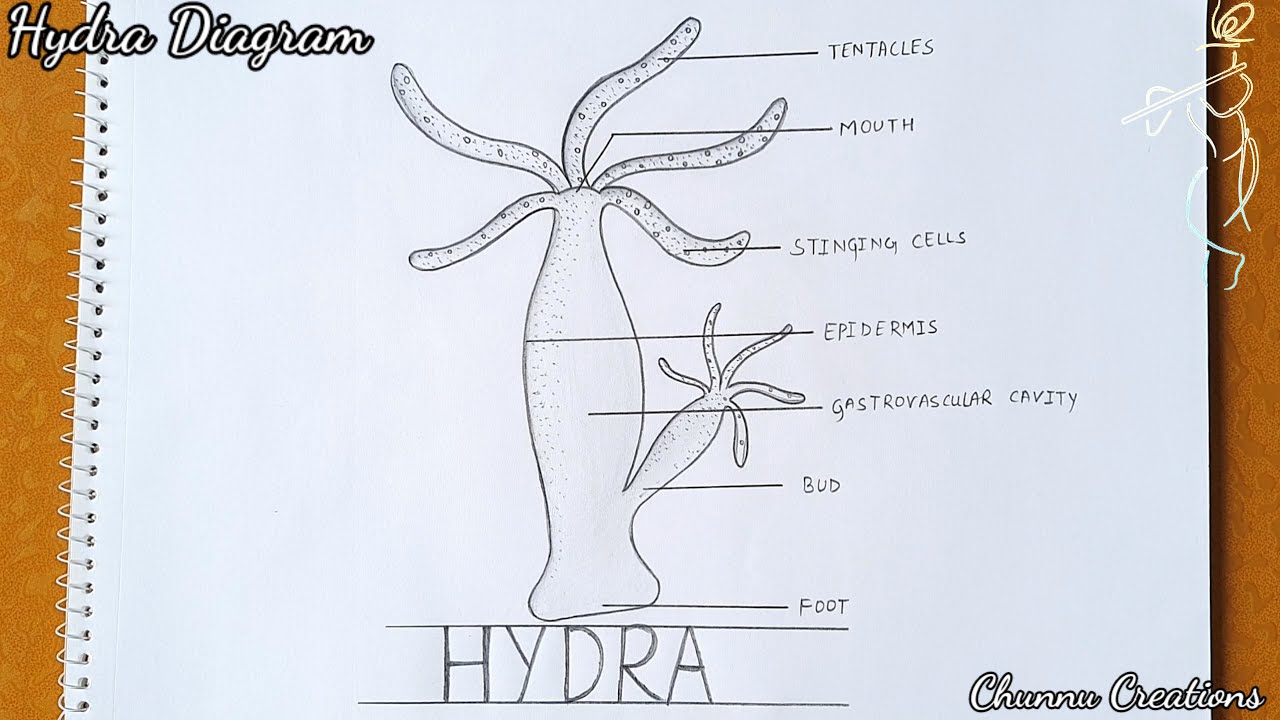 Hydra Gender and Ovary Stages 3D Model in Anatomy 3DExport