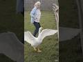 That goose meant business. 🤪 #shorts #funny #farm #animals #earlaintwrong