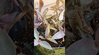 #youtubeshorts #video #plants #gospel #health